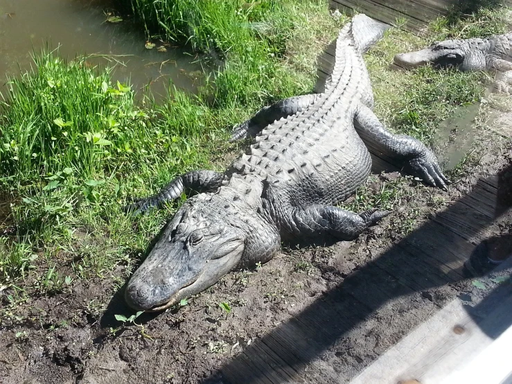 a large alligator laying on the ground next to a body of water, a photo, smiling for the camera, gardening, phone photo, photo