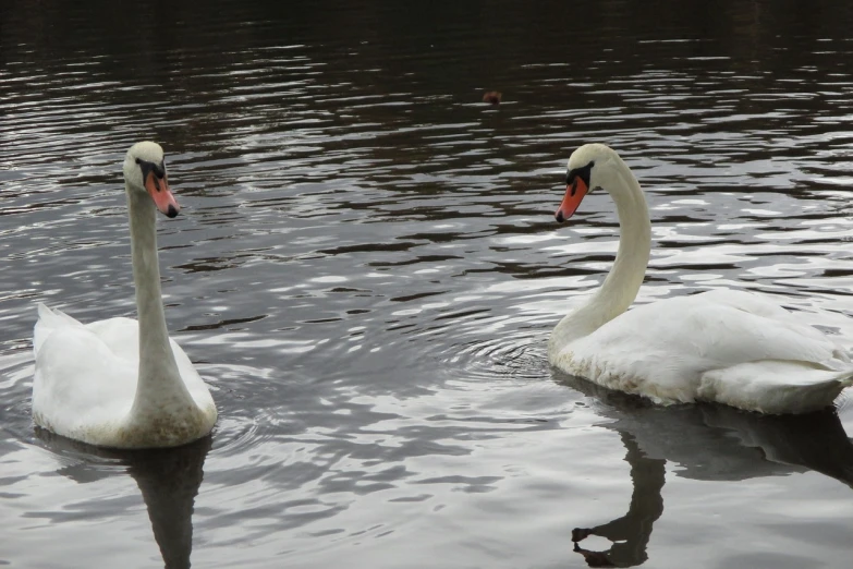 two white swans floating on top of a body of water, a picture, by Margaret Backhouse, flickr, very slightly smiling, photo 85mm, taken on a 2010s camera, watch photo