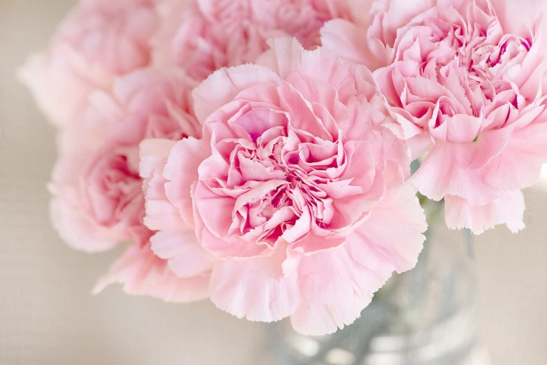 a vase filled with pink flowers on top of a table, a pastel, by Rhea Carmi, pexels, giant carnation flower head, soft natural lighting, istock, delicate details