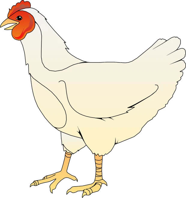 a close up of a chicken on a white background, an illustration of, full body pictures, illustration”, coloured line art, computer generated