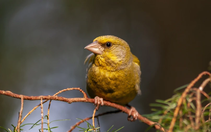 a yellow bird sitting on top of a tree branch, a picture, by Robert Brackman, looking into the camera, with a pointed chin, pine, full view with focus on subject