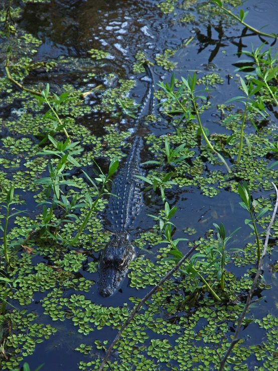 an alligator that is floating in some water, by Linda Sutton, hurufiyya, vicious snapping alligator plant, a high angle shot, high res photo, in the high grass