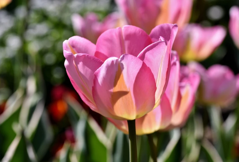 a close up of a pink and yellow tulip, a picture, romanticism, beautiful sunny day, extremely sharply detailed, light pink, vibrant foliage