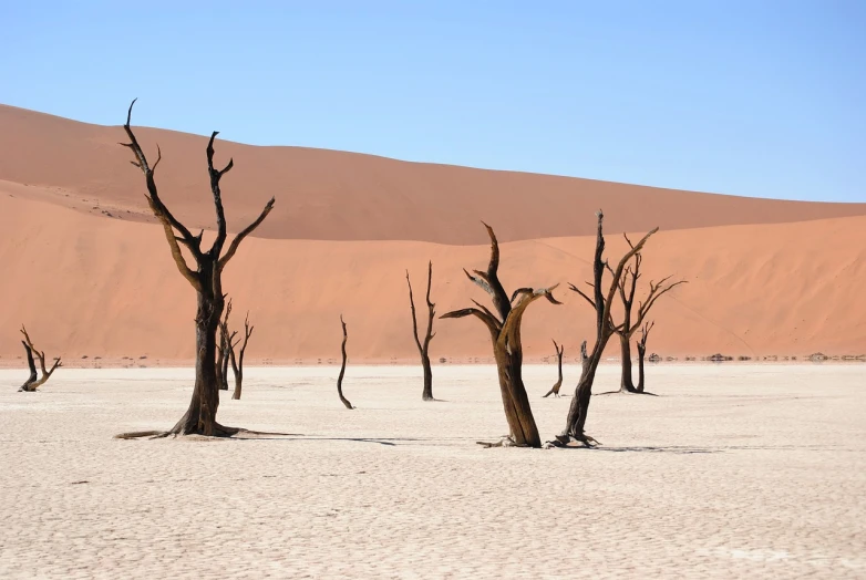 a group of dead trees sitting in the middle of a desert, a photo, by Dietmar Damerau, shutterstock, intimidating floating sand, stock photo, sand - colored walls, devils