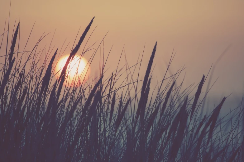 the sun is setting behind some tall grass, a picture, romanticism, retro effect, beach, nature photo, sunset photo