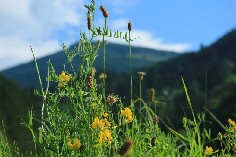 a field of wildflowers with a mountain in the background, a picture, figuration libre, low angle photo, willow plant, detailed sharp photo, clover