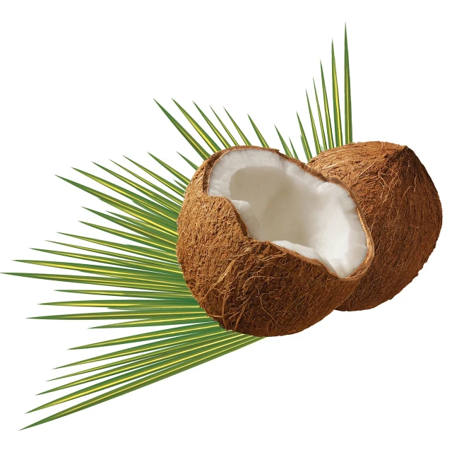 a half eaten coconut sitting on top of a palm leaf, an illustration of, shutterstock, high detail product photo, close-up product photo, - h 7 0 4, accurate details