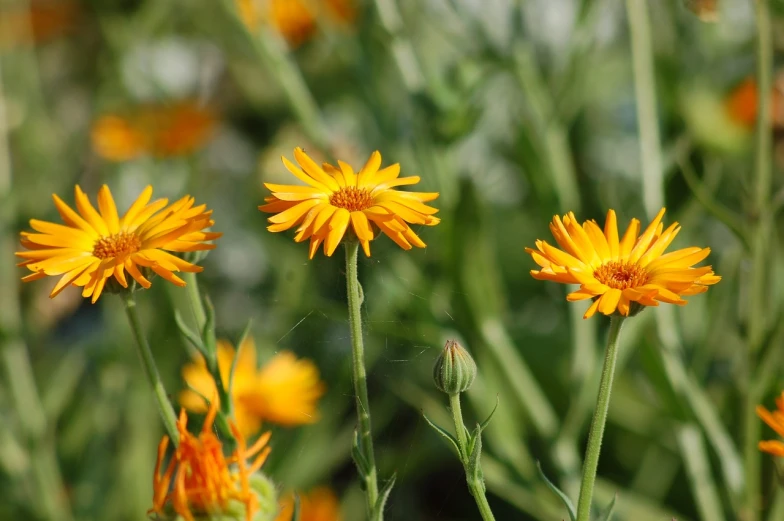 a group of yellow flowers sitting on top of a lush green field, by Juergen von Huendeberg, antipodeans, pale orange colors, closeup - view, orange plants, chrysanthemum