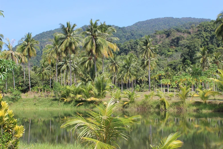 a body of water surrounded by palm trees, by Dietmar Damerau, flickr, sumatraism, idyllic and fruitful land, hill with trees, coconut palms, mexico