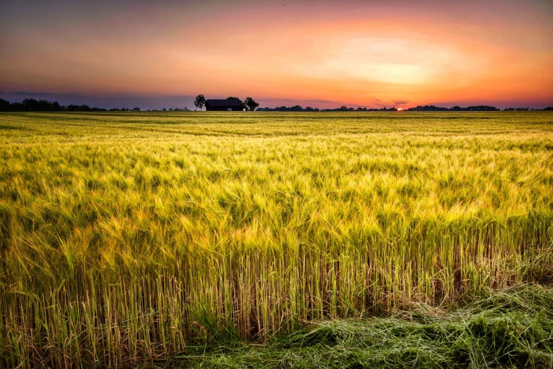 a field of grass with a sunset in the background, a picture, by Karl Hagedorn, shutterstock, color field, barn in the background, india, immense wheat fields, beautiful iphone wallpaper