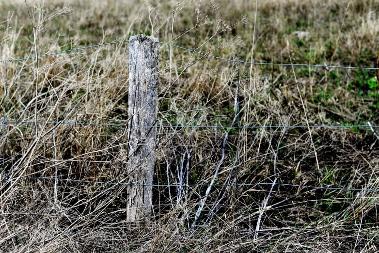 a bird sitting on top of a wooden post in a field, a stock photo, by Richard Carline, land art, rough wooden fence, ((sharp focus)), weathered drawing, bending down slightly