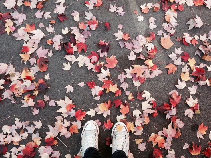 a person standing in front of a lot of leaves, by Lucia Peka, pexels, wearing red converse shoes, on a parking lot, seasons!! : 🌸 ☀ 🍂 ❄, wallpaper - 1 0 2 4