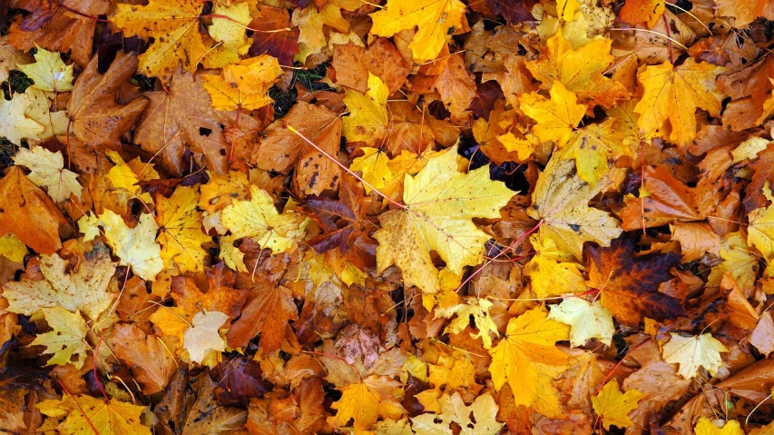 a bunch of leaves that are laying on the ground, a photo, by Bradley Walker Tomlin, shutterstock, ffffound, colors: yellow, full of colour 8-w 1024, beautiful wallpaper