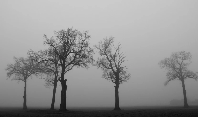 a black and white photo of trees in a foggy field, by Gerard Soest, pexels contest winner, minimalism, trio, skeletal omens, the trees are angry, asher david friedrich