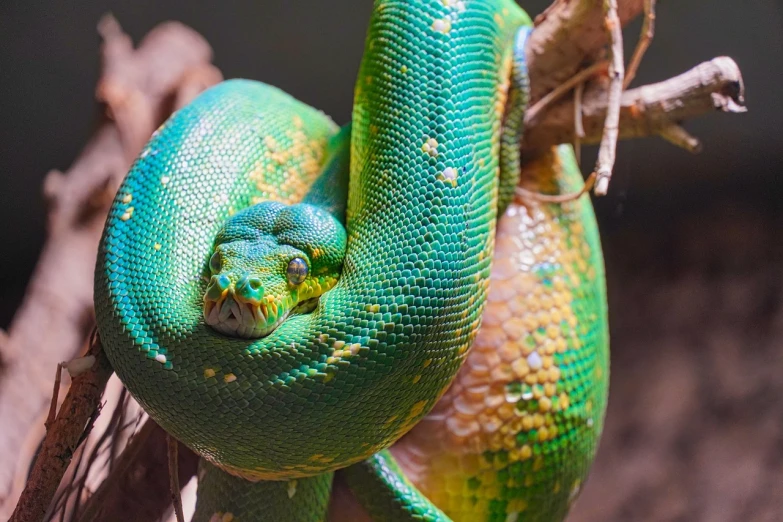 a close up of a green snake on a branch, trending on pexels, surrealism, multi - coloured, coiled realistic serpents, istock, focused on neck