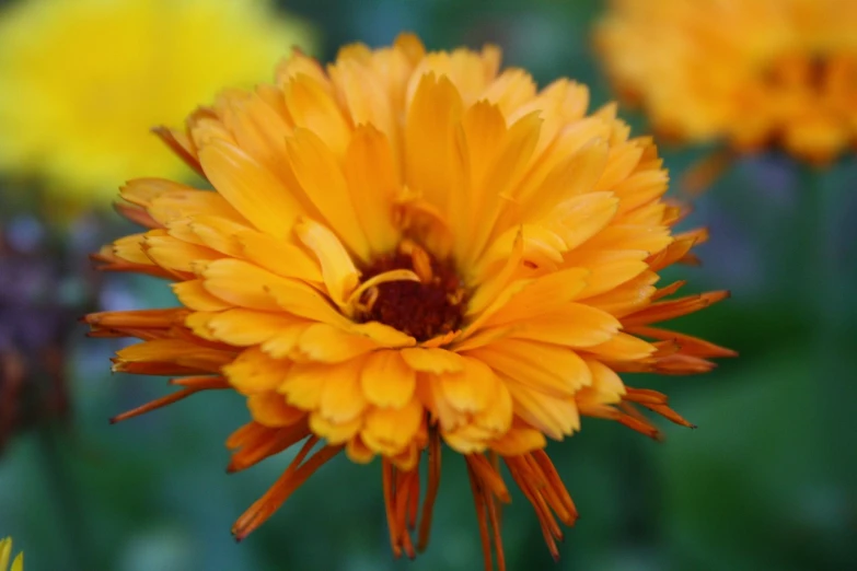 a close up of a yellow flower with other flowers in the background, a portrait, dark orange, carnation, vibrant foliage, tight focus