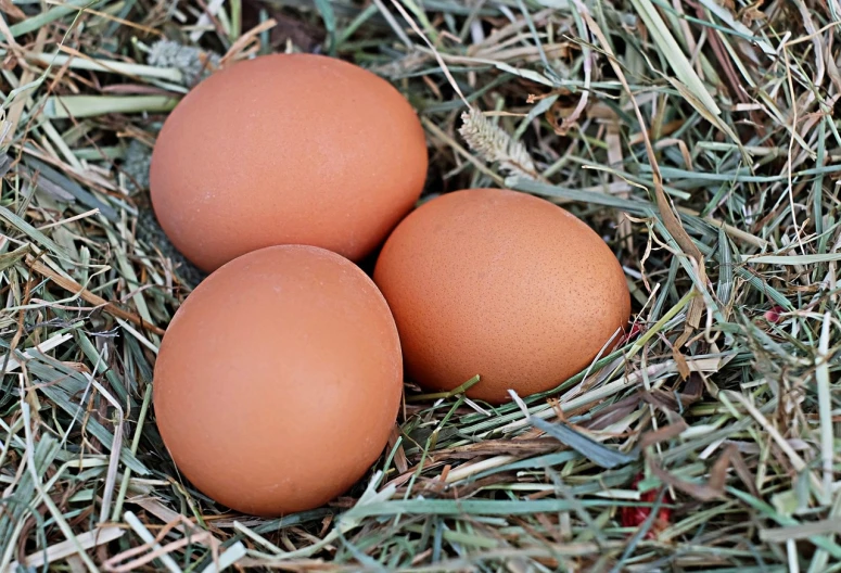 three brown eggs sitting on top of a pile of hay, a picture, by Linda Sutton, avatar image, close up image, recipe, centre image