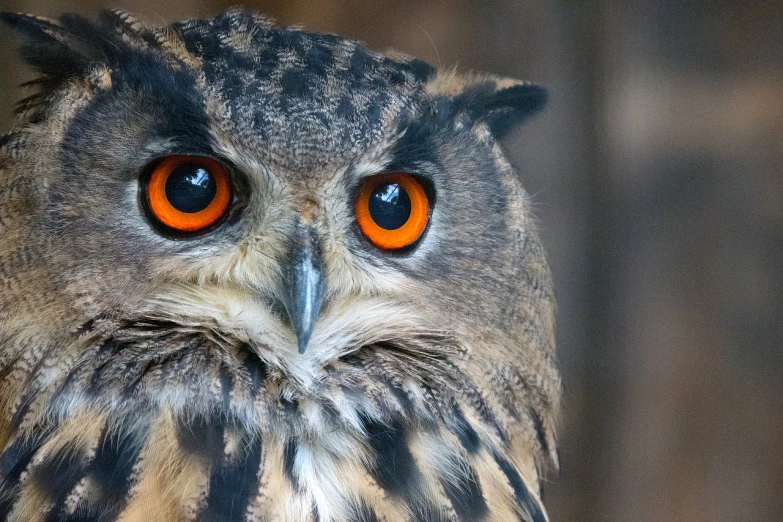 a close up of an owl with orange eyes, by Edward Corbett, shutterstock, hurufiyya, taken in zoo, photo still, wide shot photo, istock