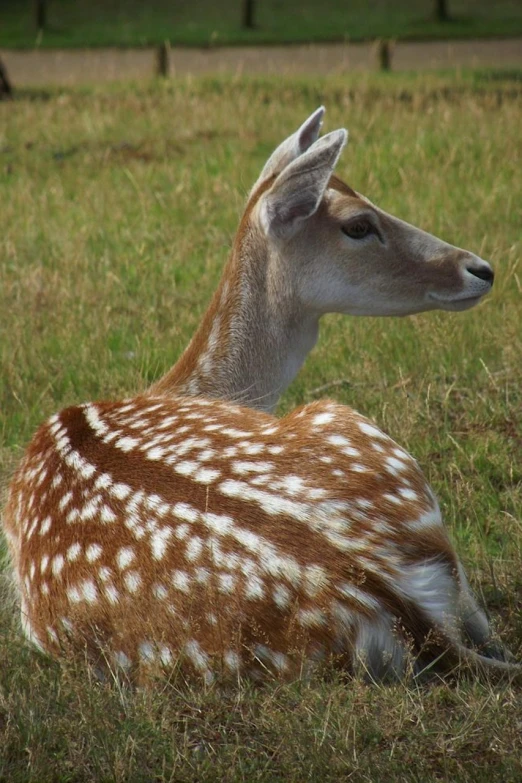 a deer that is laying down in the grass, a picture, by Robert Brackman, beautiful animal pearl queen, wikipedia, from the side, polka dot