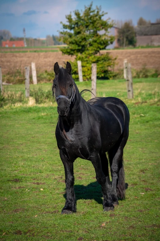 a black horse standing on top of a lush green field, a portrait, taken in the early 2020s, huge glistening muscles, low dutch angle, shire