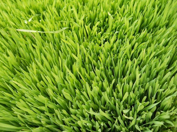 a close up of a bunch of green grass, by Richard Carline, qiangshu, superior quality, sayem reza, seedlings