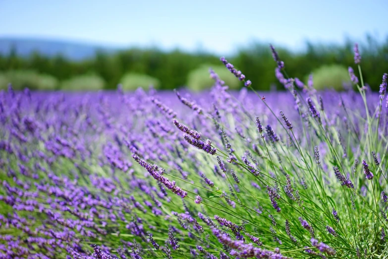 a field of purple flowers with trees in the background, a picture, by Erwin Bowien, pexels, in a lavender field in france, pure skin, 🤬 🤮 💕 🎀, viewed from the side