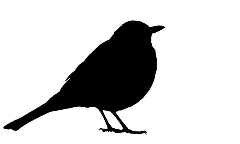a black and white silhouette of a bird, an illustration of, trending on pixabay, pot-bellied, robin, young female, computer generated