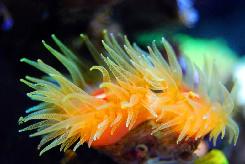 a close up of an orange sea anemone, by Edward Corbett, flickr, romanticism, yellow seaweed, avatar image, male and female, waving