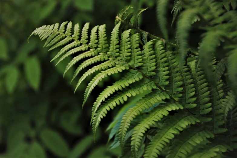 a close up of a fern leaf in a forest, a macro photograph, by Robert Brackman, lush foliage cyberpunk, in a garden full of ferns, rendered in arnold, 5 feet away