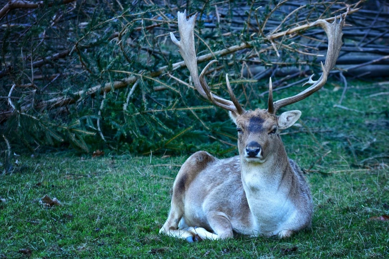 a deer that is laying down in the grass, a portrait, baroque, zoo photography, holiday season, old male, harsh flash photo