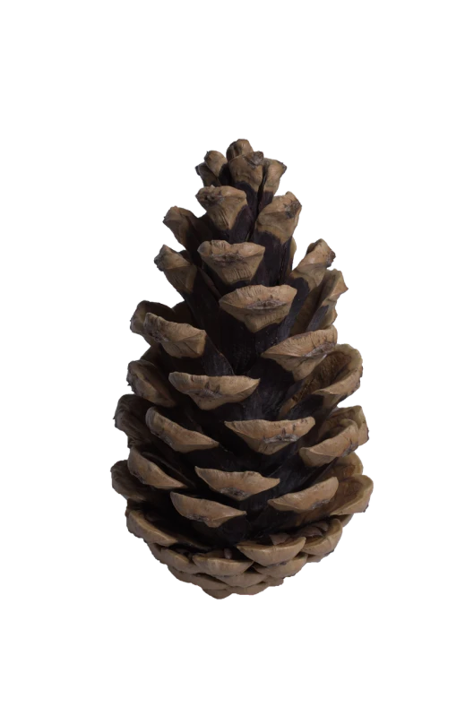 a close up of a pine cone on a black background, a digital rendering, polycount, symmetrical front view, -h 1024, 1 5 th century, colorado