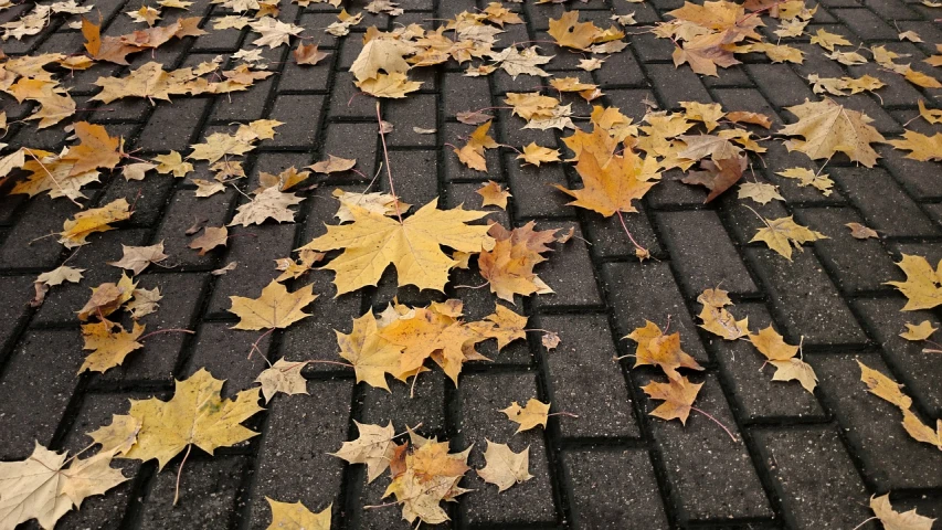 a bunch of leaves that are laying on the ground, postminimalism, cobblestone road, 15081959 21121991 01012000 4k, istock, yellow details