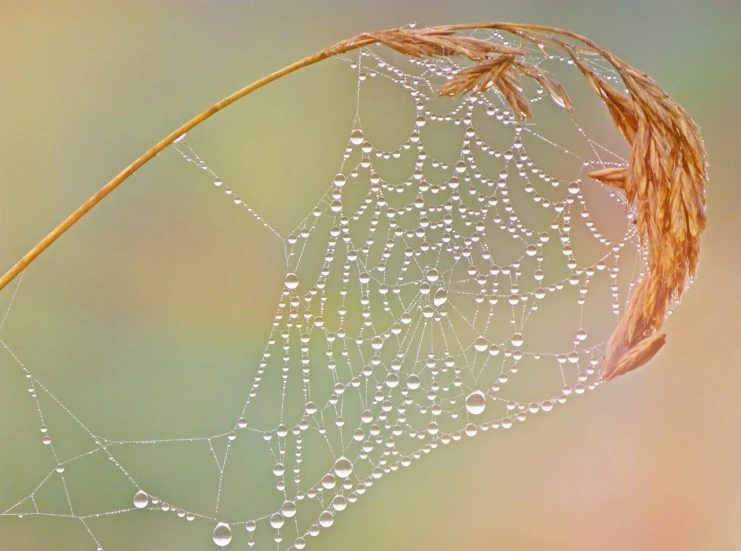 a close up of a spider web with water droplets on it, by Marie Bashkirtseff, net art, soft colors, jewelry pearls, autum, cane