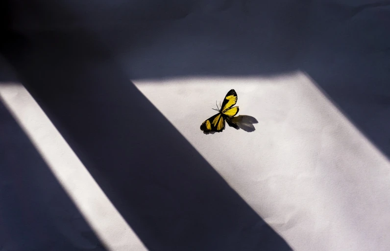 a yellow butterfly sitting on top of a white sheet, by Zsolt Bodoni, postminimalism, shadows realism, azamat khairov, contre - jour, photographed for reuters