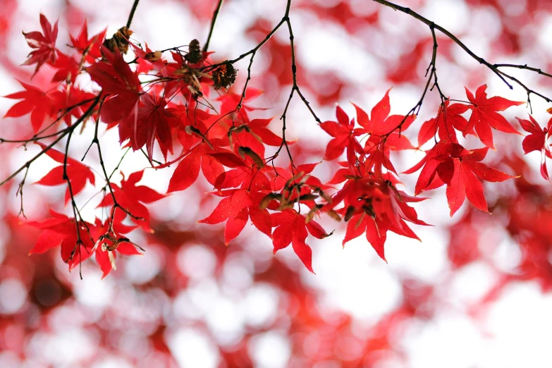 a bunch of red leaves hanging from a tree, a photo, by Kanō Tan'yū, istock, with a white background, bright happy atmosphere, けもの