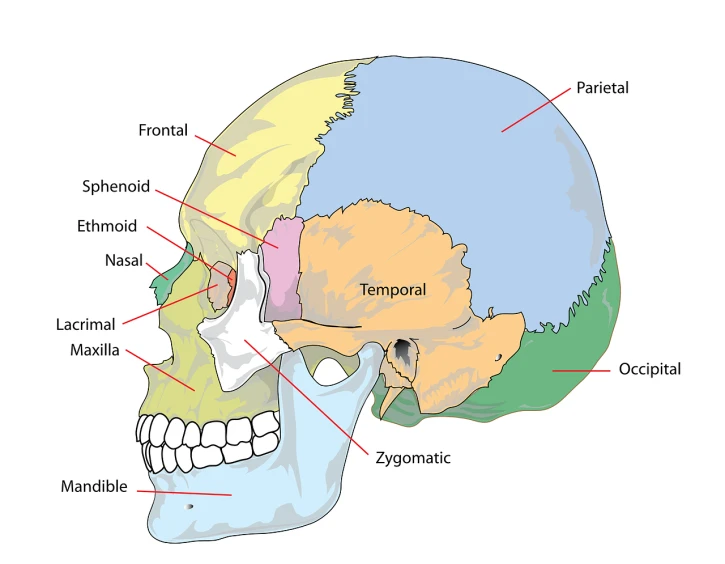 a diagram of the structure of a human skull, by Jeanna bauck, shutterstock, full color illustration, simple anatomic, quarter view, half body photo