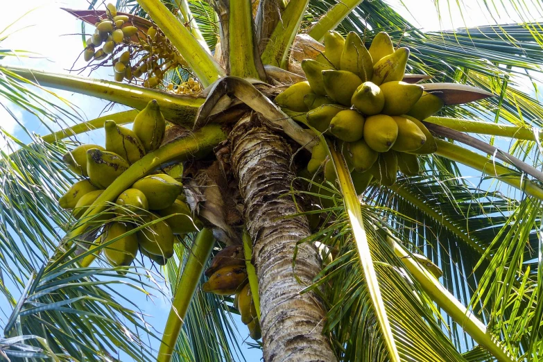 a bunch of green coconuts hanging from a palm tree, by Johannes Martini, flickr, back, heavy detail, male, hut