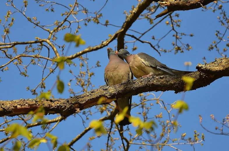 a couple of birds sitting on top of a tree branch, a portrait, by Jan Rustem, pixabay, dove, intertwined full body view, making out, springtime