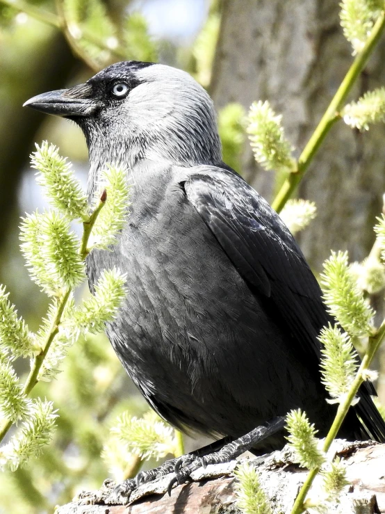 a bird sitting on top of a tree branch, inspired by Gonzalo Endara Crow, pixabay, hurufiyya, he has dark grey hairs, springtime, closeup 4k, steel gray body