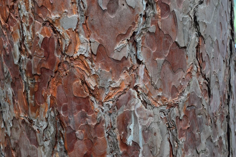 a close up of the bark of a tree, inspired by Tom Thomson, trending on pixabay, australian tonalism, denis sarazhin, pine, red sandstone natural sculptures, grayish
