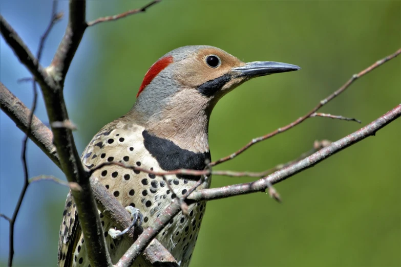 a close up of a bird on a tree branch, a picture, by Jim Nelson, beautiful smooth oval head, speckled, side view intricate details, sharply focused