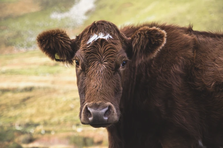 a brown cow standing on top of a lush green field, a portrait, by Julian Hatton, pexels, rugged textured face, brown hair fringe, 4k detail post processing, gloss