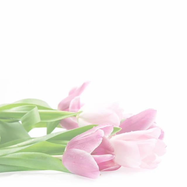 a bunch of pink tulips on a white surface, a pastel, romanticism, title, half image, women, low resolution