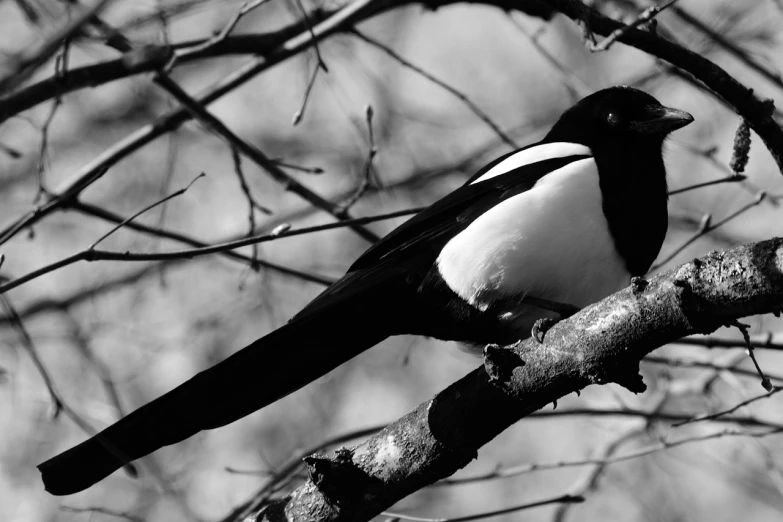 a black and white bird sitting on a tree branch, inspired by Paul Bird, trending on pixabay, today\'s featured photograph 4k, magpie, computer wallpaper, lascivious pose