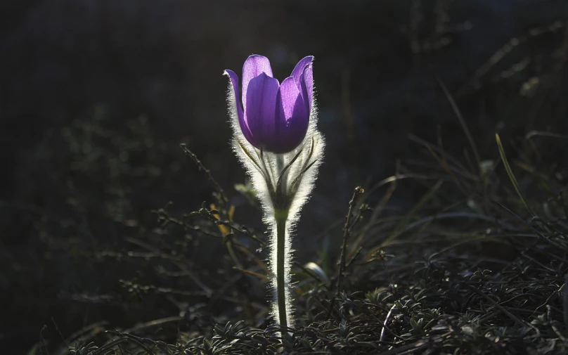 a purple flower sitting on top of a lush green field, a photo, by Hans Schwarz, flickr, art nouveau, winter sun, turkey, backlit fur, tulip