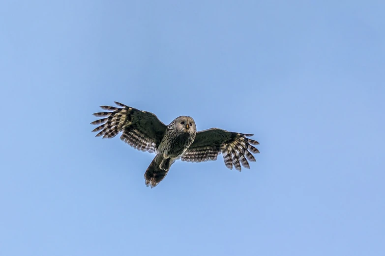 a bird that is flying in the sky, by Colin Middleton, shutterstock, hurufiyya, very very small owl, hawk wings, female floating, viewed from the ground