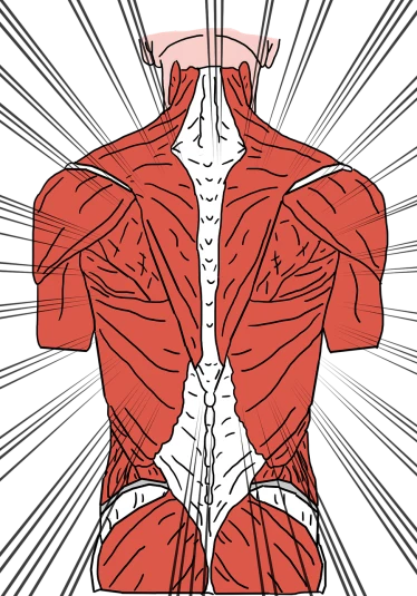 a diagram of the back of a man, an illustration of, by Jessie Alexandra Dick, shutterstock, muscle tissue, high contrast illustration, middle centered, full screen