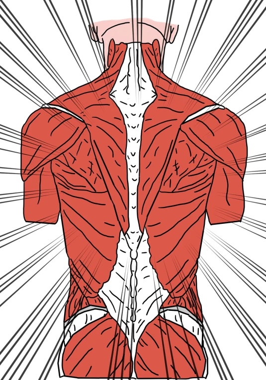 a diagram of the back of a man, an illustration of, by Jessie Alexandra Dick, shutterstock, muscle tissue, high contrast illustration, middle centered, full screen