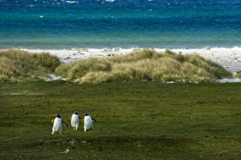 a couple of penguins standing on top of a grass covered field, by Peter Churcher, flickr, with seaweed, trio, walking to the right, hut