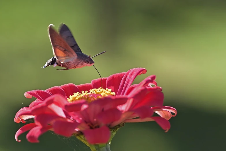 a hummingbird flying over a red flower, a picture, by Jan Rustem, flickr, moth, by rainer hosch, shot with a canon 20mm lens, bottom - view